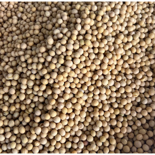 1kg Hạt Đậu Tương ( đậu lành ) - làm sữa đậu lành, hạt dinh dưỡng