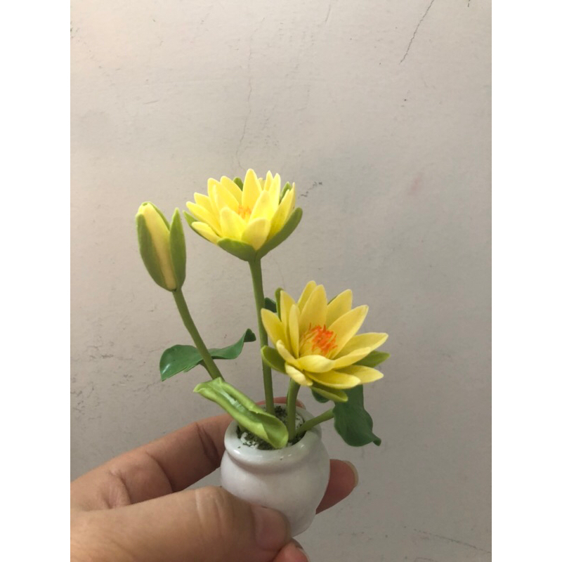 Chậu hoa mini , hoa sen , hoa súng.