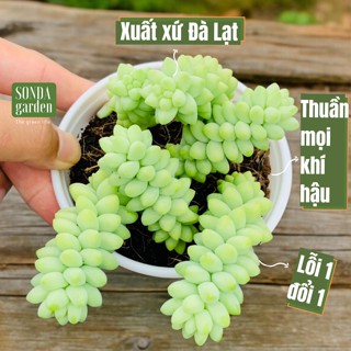  Sen đá chuỗi ngọc bi SONDA GARDEN size trung bình 10cm cây cảnh trang trí nhà cửa lỗi 1 đổi 1 