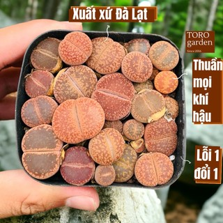 Chậu sen đá lithop Toro Garden đường kính 6.5cm thạch lan sen mông sen đá Đà Lạt dễ thương