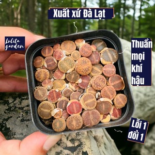 Sen mông lithop cả chậu đường kính 7cm Lolita Garden sen đá Đà Lạt