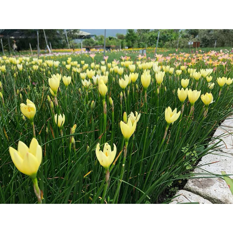 củ mẹ huệ mưa màu vàng nhạt