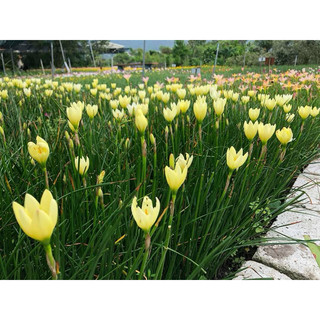 Củ mẹ huệ mưa màu vàng nhạt