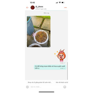 củ mẹ huệ mưa màu hồng phấn