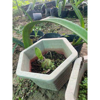 củ con lan huệ tây kép