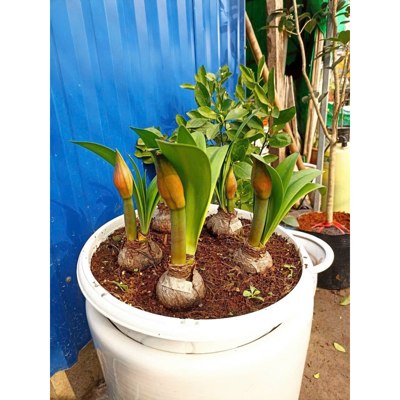 củ con lan huệ tây kép