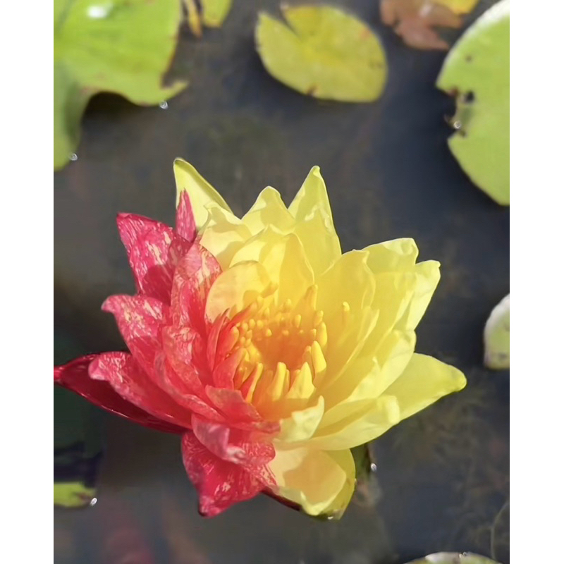 củ giống hoa súng thái lai 2 màu