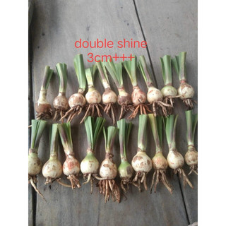 củ con lan huệ tây kép