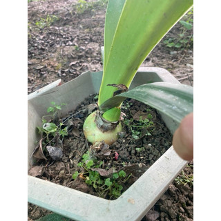 củ con lan huệ tây kép