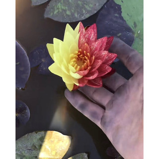củ giống hoa súng thái lai 2 màu