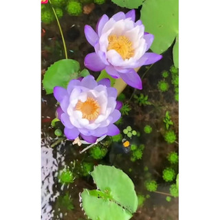 củ giống hoa súng thái lai 2 màu
