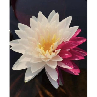 củ giống hoa súng thái lai 2 màu