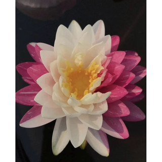 củ giống hoa súng thái lai 2 màu