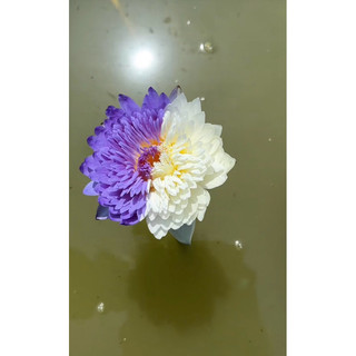 củ giống hoa súng thái lai 2 màu
