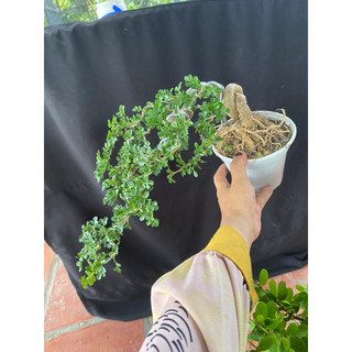 cây cần thăng tán dài 25cm