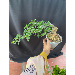 cây cần thăng tán dài 25cm