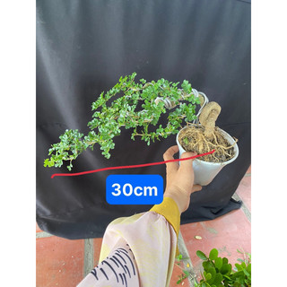 cây cần thăng tán dài 25cm