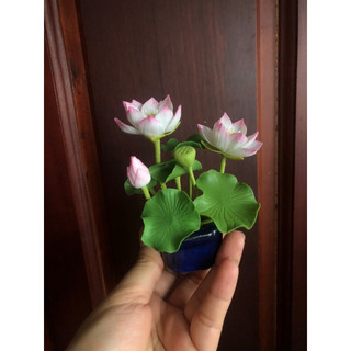 Chậu hoa mini , hoa sen , hoa súng.