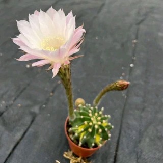 Sale+ Xương Rồng Echino Var - Đột Biến chậu to 9cm
