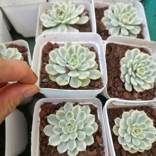 Sale++ Sen Đá Minama Var  - Sen Đá Đột Biến.