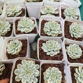 Sale++ Sen Đá Minama Var  - Sen Đá Đột Biến.