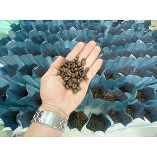 Cà Phê Robusta Honey Nguyên Chất Rang Mộc Dành Cho Pha Máy, pha phin