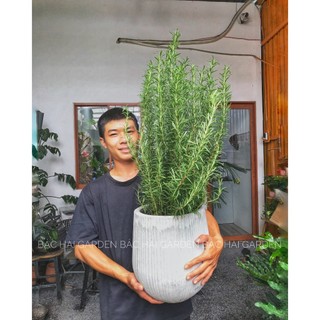 Chậu Cây Hương thảo size lớn kèm chậu xi măng cao cấp- Cây ngoại thất Bác Hai Garden