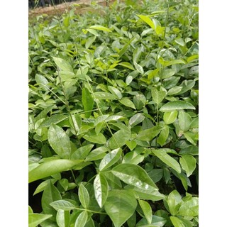 com bo 10 cây giống sâm nam cát sâm