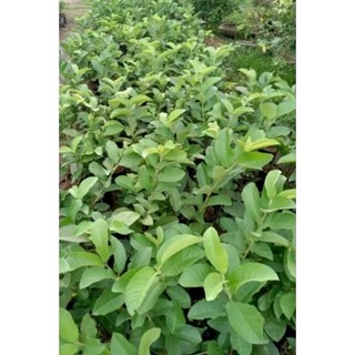 Cây giống ổi nữ hoàng