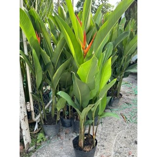 Cây 🌲 Thiên điểu thái đỏ hoa to