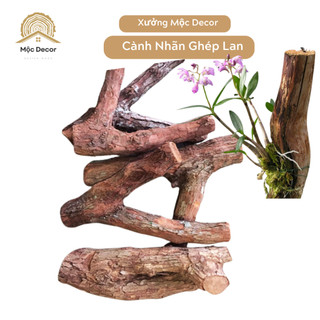 Khúc Cành Cây Gỗ Nhãn Để Ghép Lan, Trồng Cây, Trang Trí Nhà