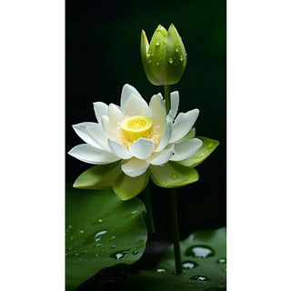 Tranh đính đá TỰ LÀM FULL - tranh hoa sen đẹp 5D