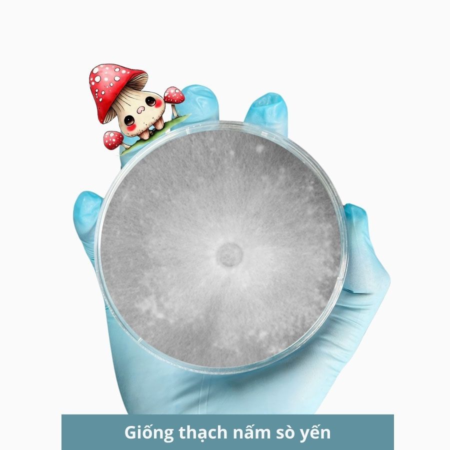 Giống thạch nấm sò yến 30gr, giống nấm sò Hàn Quốc, hàng có sẵn - 3C Farm