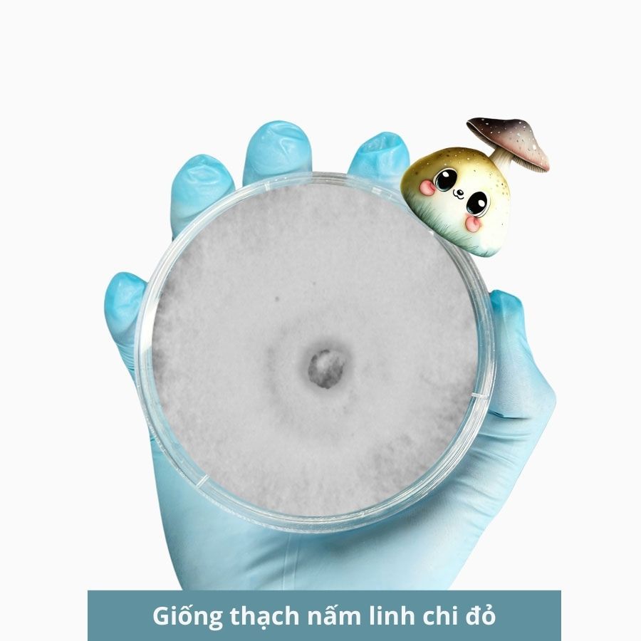 Giống thạch nấm linh chi đỏ 30gr, giống nấm cấp 1 hồng chi - 3C Farm
