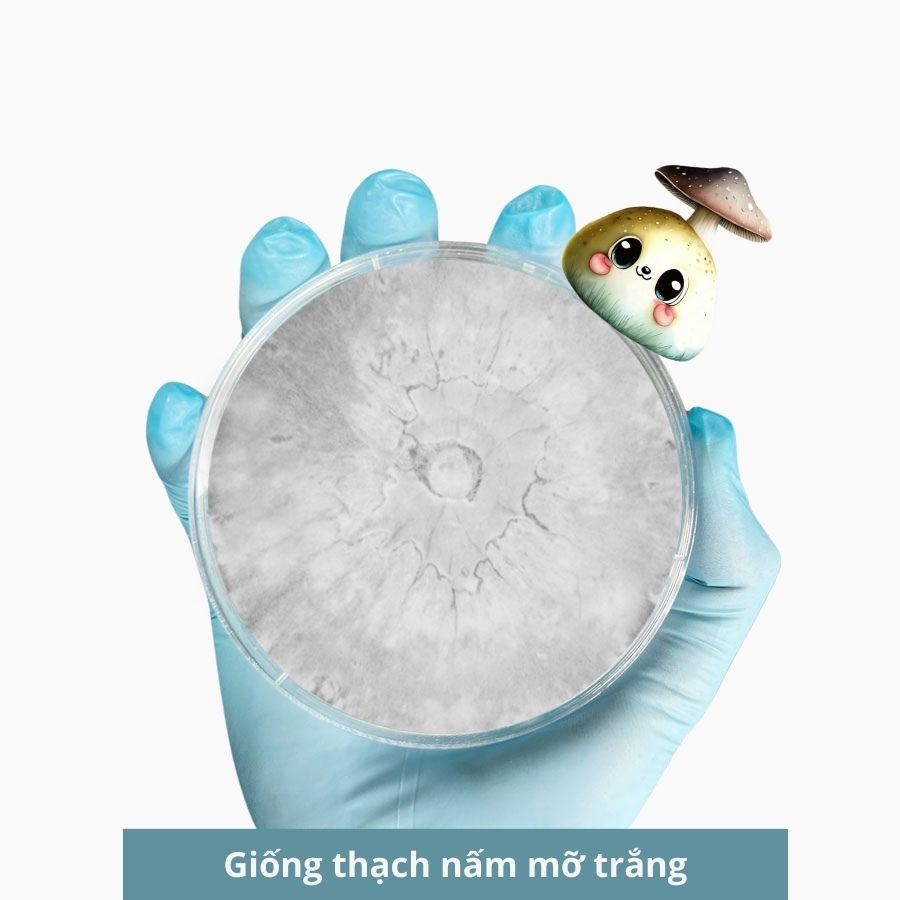 Giống thạch nấm mỡ trắng, giống cấp 1 giống nấm mỡ 30gr - 3C Farm