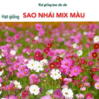 Hạt giống hoa sao nhái mix đủ màu