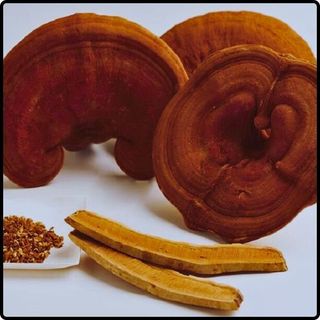 Phôi giống nấm Linh chi - (01 kiện 06 bịch nấm)