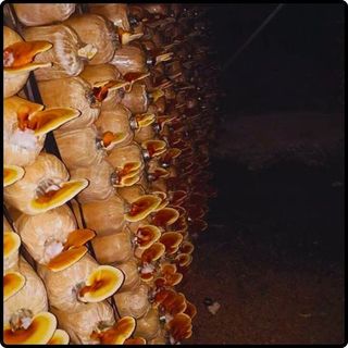 Phôi giống nấm Linh chi - (01 kiện 06 bịch nấm)