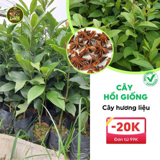 Cây hồi giống- cây giống như hình đăng