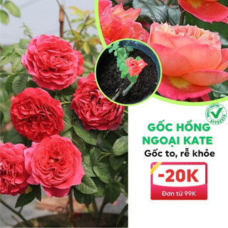 GỐC HOA  HỒNG NGOẠI KATE HỒNG BỤI  BAO ĐẸP BAO CHUẨN  ĐỦ MÀU  gôc như hình đăng