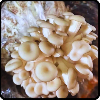 Phôi nấm Sò (01 kiện hàng 10 bịch)