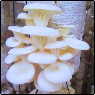 Phôi nấm Sò (01 kiện hàng 10 bịch)