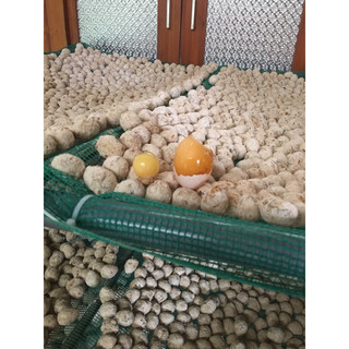 Bột làm trứng Bắc thảo  .5kg