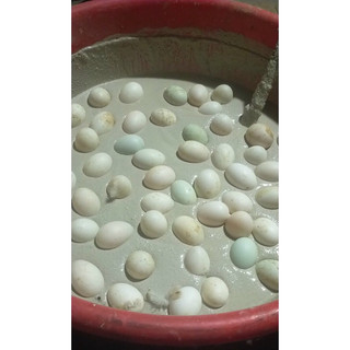 Bột làm trứng Bắc thảo  .5kg