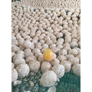 Bột làm trứng Bắc thảo  .5kg