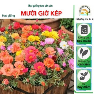 Deal 1k - 1000 hạt giống hoa mười giờ cánh kép nhiều màu .