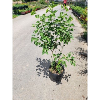 Cây Dâu Tằm- tặng kèm phân bón