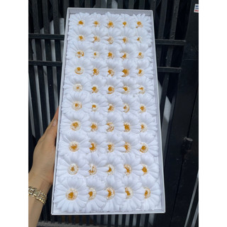 Hoa Cúc Hoạ Mi Sáp ( hộp 50 bông )