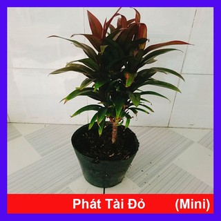 Cây Phát Tài Đỏ - cây cảnh để bàn phong thủy mang lại may mắn tài lộc