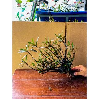 Cây mị nương trang trí setup bể thuỷ sinh, bán cạn